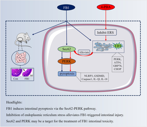 Mild endoplasmic reticulum stress alleviates FB1-triggered intestinal pyroptosis via the Sec62-PERK pathway.