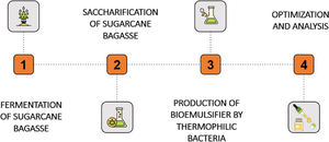 Exploring the potential of novel thermophilic bacterial strain for the production of bioemulsifiers using the hydrolysate of sugarcane bagasse