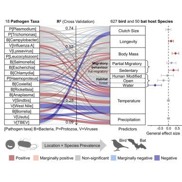 Slow-lived birds and bats carry higher pathogen loads