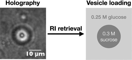 Measuring Vesicle Loading with Holographic Microscopy and Bulk Light Scattering