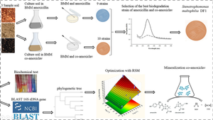 Removal of amoxicillin and co-amoxiclav by newly isolated Stenotrophomonas maltophilia DF1