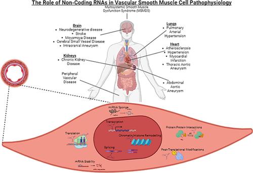 Non-coding RNAs to treat vascular smooth muscle cell dysfunction.