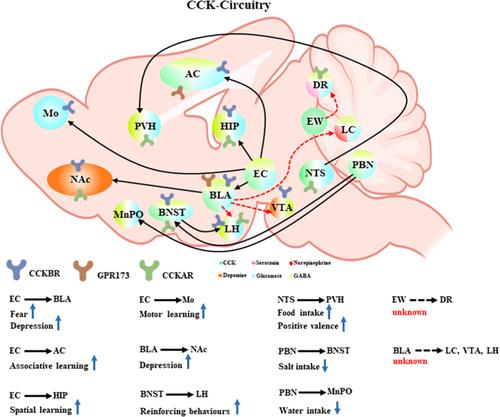 Cholecystokinin neurotransmission in the central nervous system: Insights into its role in health and disease.