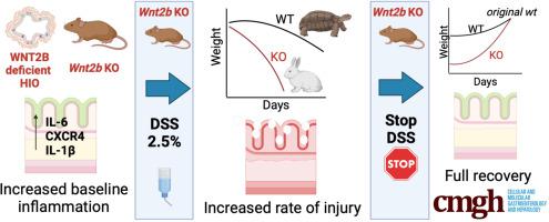 WNT2B Deficiency Causes Enhanced Susceptibility to Colitis Due to Increased Inflammatory Cytokine Production