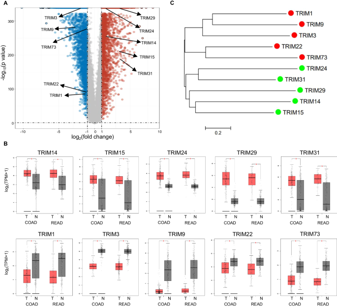 An E3 ligase TRIM1 promotes colorectal cancer progression via K63-linked ubiquitination and activation of HIF1α.