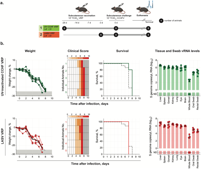 Replicon particle vaccination induces non-neutralizing anti-nucleoprotein antibody-mediated control of Crimean-Congo hemorrhagic fever virus.