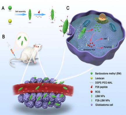 Autocatalytic, Brain Tumor‐Targeting Delivery of Bardoxolone Methyl Self‐Assembled Nanoparticles for Glioblastoma Treatment