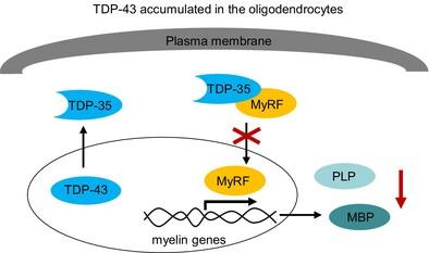 Pathologic TDP-43 downregulates myelin gene expression in the monkey brain