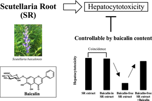 Scutellaria Root extract-induced hepatocytotoxicity can be controlled by regulating its baicalin content