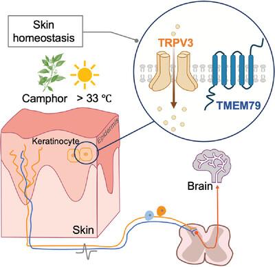 Unlocking the therapeutic potential of TRPV3: Insights into thermosensation, channel modulation, and skin homeostasis involving TRPV3