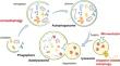 Periodontopathogen-Related Cell Autophagy-A Double-Edged Sword.