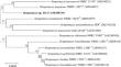 Antibacterial and antibiofilm properties of two cyclic dipeptides produced by a new desert Streptomyces sp. HG-17 strain against multidrug-resistant pathogenic bacteria.