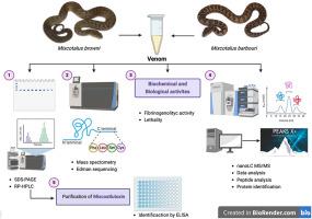 Exploring Venom Diversity in Mixcoatlus browni and Mixcoatlus barbouri: A Comparative Analysis of Two Rare Mexican Snake Species with Crotoxin-like Presence