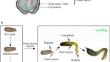 The conversion of monolignans to sesquilignans and dilignans is closely correlated to the regulation of Arctium lappa seed germination.