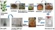 Green synthesis of silver nanoparticle (Cha-AgNPs) using Chenopodium album extract and evaluation of their antifungal potential against pathogenic fungi