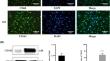 The role of tumor-associated macrophages in the radioresistance of esophageal cancer cells via regulation of the VEGF-mediated angiogenic pathway.