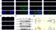 NMR-based comparative metabolomics of quiescent muscle cells