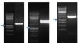 Identification and validation of chickpea (Cicer arietinum L.) Isoflavone synthase 1 (CaIfs1) promoter conferring pathogen-induced expression