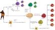 The IL-12 family of heterodimeric cytokines in polycystic ovarian syndrome: biological role in induction, regulation, and treatment.