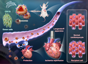 Exosomes from myoblasts induced by hypoxic preconditioning improved ventricular conduction by increasing Cx43 expression in hypothermia ischemia reperfusion hearts