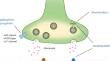 Presynaptic antiseizure medications - basic mechanisms and clues for their rational combinations.