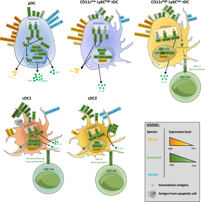 The role of plasmacytoid dendritic cells (pDCs) in immunity during viral infections and beyond