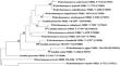 Isolation, screening, and characterization of the newly isolated osmotolerant yeast Wickerhamomyces anomalus BKK11-4 for the coproduction of glycerol and arabitol.