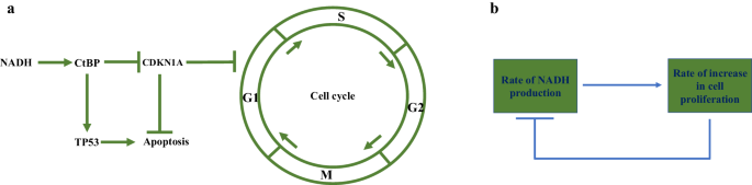 A negative feedback loop underlies the Warburg effect.