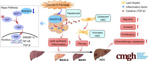 RASSF4 Attenuates Metabolic Dysfunction-Associated Steatotic Liver Disease Progression via Hippo Signaling and Suppresses Hepatocarcinogenesis