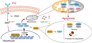 Rutin attenuates ensartinib-induced hepatotoxicity by non-transcriptional regulation of TXNIP.