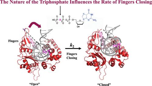 Modifying the Basicity of the dNTP Leaving Group Modulates Precatalytic Conformational Changes of DNA Polymerase β