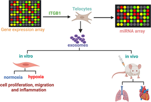 Exosomes enriched by miR-429-3p derived from ITGB1 modified Telocytes alleviates hypoxia-induced pulmonary arterial hypertension through regulating Rac1 expression.