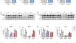 NF-κB Activation and X-Inactivation in Females with Incontinentia Pigmenti and Recurrent Infections.