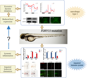 Deficiency of P2RY11 causes narcolepsy and attenuates the recruitment of neutrophils and macrophages in the inflammatory response in zebrafish.