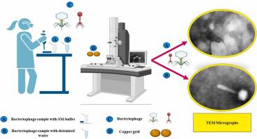 A simplified method of bacteriophage preparation for transmission electron microscope