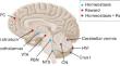 Consensus Paper: Cerebellum and Reward.