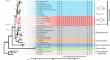 Indel variation in the mitochondrial ND5 region supports monophyly of the tribe Hippoglossoidini (sensu Vinnikov et al. 2018) within the family Pleuronectidae