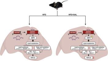 Schisanhenol ameliorates non-alcoholic fatty liver disease via inhibiting miR-802 activation of AMPK-mediated modulation of hepatic lipid metabolism