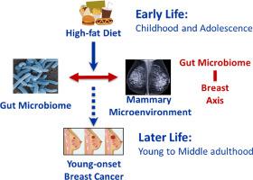 High-fat diet during early life reshapes the gut microbiome and is associated with the disrupted mammary microenvironment in later life in mice