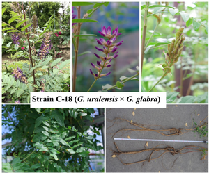 Chemical quality evaluation and characteristics of interspecific hybrid (G. uralensis × G. glabra) C-18 strain as a new Licorice cultivar