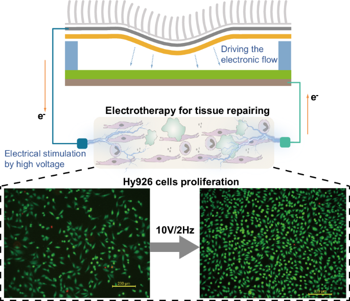 Enhancing cellular behavior in repaired tissue via silk fibroin-integrated triboelectric nanogenerators