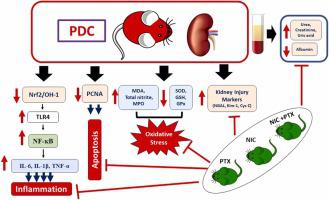 Reno-protective effect of nicorandil and pentoxifylline against potassium dichromate-induced acute renal injury via modulation p38MAPK/Nrf2/HO-1 and Notch1/TLR4/NF-κB signaling pathways