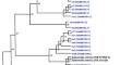 Diversity and antimicrobial susceptibility patterns of clinical and environmental Salmonella enterica serovars in Western Saudi Arabia.