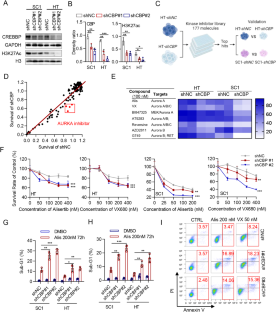 Targeting AURKA to induce synthetic lethality in CREBBP-deficient B-cell malignancies via attenuation of MYC expression