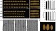 OsEXPA7 Encoding an Expansin Affects Grain Size and Quality Traits in Rice (Oryza sativa L.).