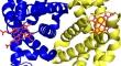 Molecular Insights of an Avian Species with Low Oxygen Affinity, the Crystal Structure of Duck T-State Methemoglobin.