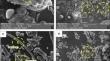 Correction to: Sustainable Production of Microcrystalline Cellulose Through Gas Phase Hydrolysis for Pharmaceutical Applications: Characterization and Life Cycle Assessment