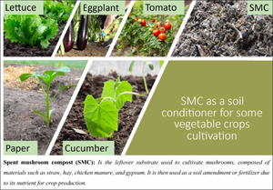 Practical applications of spent mushroom compost in cultivation and disease control of selected vegetables species