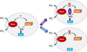 The critical role of a conserved lysine residue in periplasmic nitrate reductase catalyzed reactions