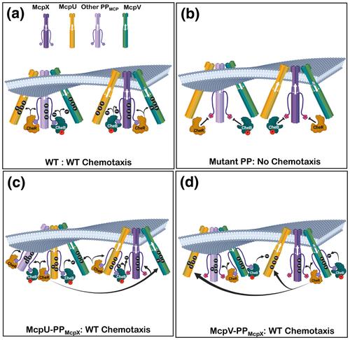 Chemoreceptors in Sinorhizobium meliloti require minimal pentapeptide tethers to provide adaptational assistance.